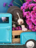 Crimson , a male Australian Shepherd for sale in Port Orange, FL – Photo 9 of 9