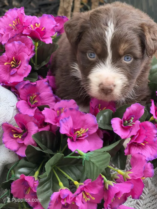 Crimson  – Australian Shepherd puppy for sale in Port Orange, FL