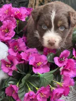 Crimson , a female Australian Shepherd for sale in Port Orange, FL – Photo 1 of 7