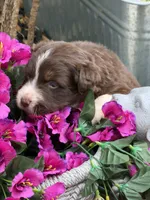 Crimson , a female Australian Shepherd for sale in Port Orange, FL – Photo 2 of 7