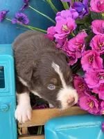 Crimson , a male Australian Shepherd for sale in Port Orange, FL – Photo 4 of 9