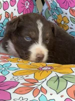Crimson , a male Australian Shepherd for sale in Port Orange, FL – Photo 1 of 9