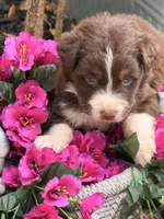 Crimson , a female Australian Shepherd for sale in Port Orange, FL – Photo 4 of 7