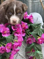 Crimson , a female Australian Shepherd for sale in Port Orange, FL – Photo 6 of 7