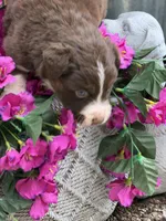 Crimson , a female Australian Shepherd for sale in Port Orange, FL – Photo 7 of 7