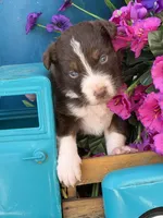 Crimson , a male Australian Shepherd for sale in Port Orange, FL – Photo 5 of 9