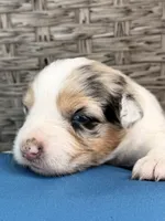 Harbor, a female Australian Shepherd for sale in Port Orange, FL – 2 of 9