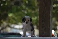 Gemini Blue, a female Australian Shepherd for sale in Port Orange, FL – 3 of 10