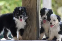 Freckles, a female Australian Shepherd for sale in Port Orange, FL – 8 of 8