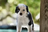 Gemini Blue, a female Australian Shepherd for sale in Port Orange, FL – 5 of 10