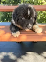 Sebastien, a male Australian Shepherd for sale in Port Orange, FL – 3 of 10