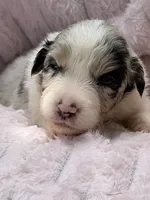 Rio Blue, a female Australian Shepherd for sale in Port Orange, FL – 3 of 6