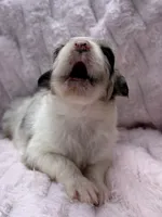 Rio Blue, a female Australian Shepherd for sale in Port Orange, FL – 2 of 6