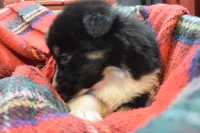 Noel, a female Australian Shepherd for sale in Port Orange, FL – Photo 6 of 10