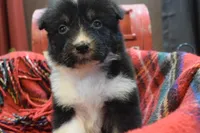 Noel, a female Australian Shepherd for sale in Port Orange, FL – Photo 4 of 10