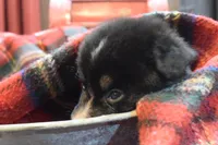 Noel, a female Australian Shepherd for sale in Port Orange, FL – Photo 5 of 10