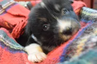 Noel, a female Australian Shepherd for sale in Port Orange, FL – Photo 10 of 10