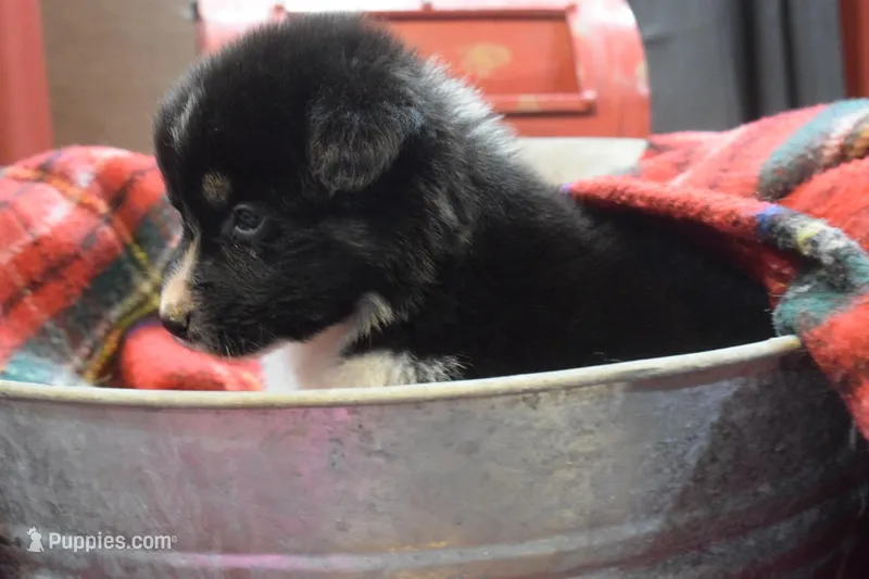 Noel, a female Australian Shepherd for sale in Port Orange, FL – Photo 1 of 10