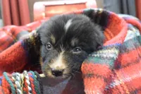 Noel, a female Australian Shepherd for sale in Port Orange, FL – Photo 3 of 10