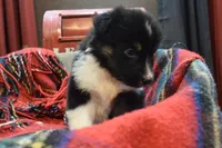 Noel, a female Australian Shepherd for sale in Port Orange, FL – Photo 9 of 10