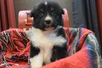 Noel, a female Australian Shepherd for sale in Port Orange, FL – Photo 7 of 10