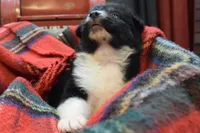 Noel, a female Australian Shepherd for sale in Port Orange, FL – Photo 2 of 10