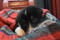 Noel, a female Australian Shepherd for sale in Port Orange, FL – Photo 8 of 10