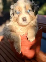 Sailor, a female Australian Shepherd for sale in Port Orange, FL – 7 of 9