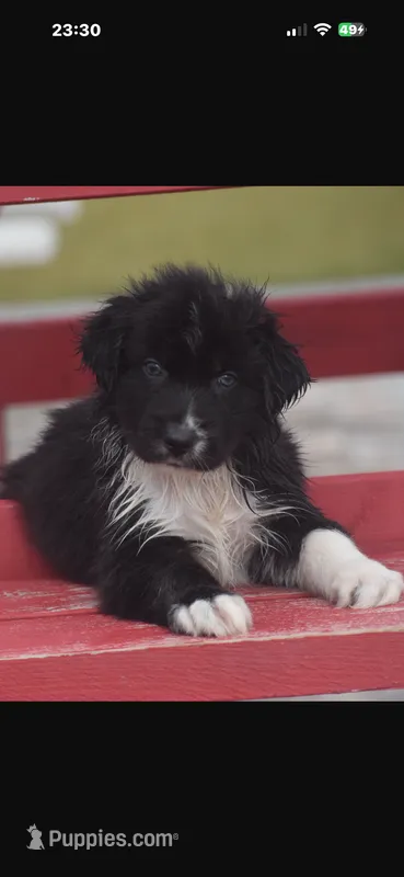 Sebastien – Australian Shepherd puppy for sale in Port Orange, FL
