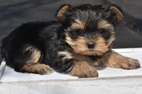 Sparkle Blue Valentine, a female Yorkshire Terrier for sale in Port Orange, FL – Photo 1 of 5