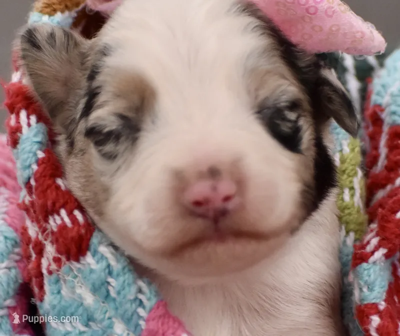 Sparkle Blue Valentine