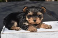 Sparkle Blue Valentine, a female Yorkshire Terrier for sale in Port Orange, FL – Photo 5 of 5