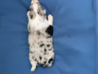 Harbor, a female Australian Shepherd for sale in Port Orange, FL – 9 of 9