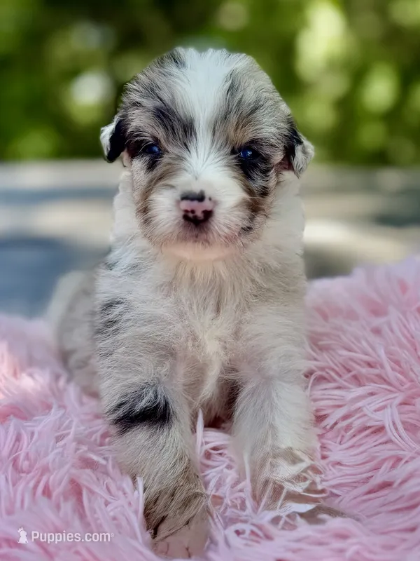 Aruba Blue – Australian Shepherd puppy for sale in Port Orange, FL