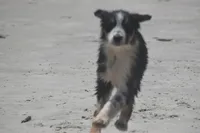 Freckles, a female Australian Shepherd for sale in Port Orange, FL – 9 of 10
