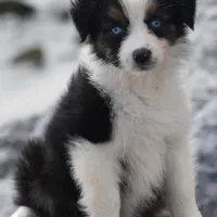 Crystal blue Valentine, a female Australian Shepherd for sale in Port Orange, FL – Photo 4 of 10