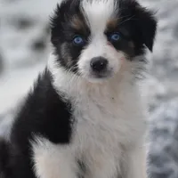 Crystal blue Valentine, a female Australian Shepherd for sale in Port Orange, FL – Photo 10 of 10