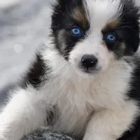 Crystal blue Valentine, a female Australian Shepherd for sale in Port Orange, FL – Photo 7 of 10