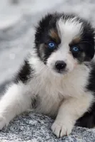 Shine Pink Valentine, a female Australian Shepherd for sale in Port Orange, FL – Photo 7 of 10