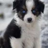 Crystal blue Valentine, a female Australian Shepherd for sale in Port Orange, FL – Photo 3 of 10