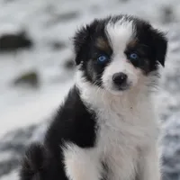 Crystal blue Valentine, a female Australian Shepherd for sale in Port Orange, FL – Photo 9 of 10