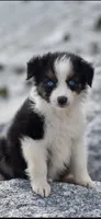 Shine Pink Valentine, a female Australian Shepherd for sale in Port Orange, FL – Photo 6 of 10