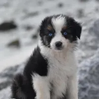Crystal blue Valentine, a female Australian Shepherd for sale in Port Orange, FL – Photo 2 of 10