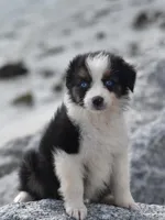 Shine Pink Valentine, a female Australian Shepherd for sale in Port Orange, FL – Photo 2 of 10