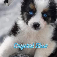 Crystal blue Valentine, a female Australian Shepherd for sale in Port Orange, FL – Photo 1 of 10