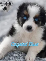 Shine Pink Valentine, a female Australian Shepherd for sale in Port Orange, FL – Photo 1 of 10