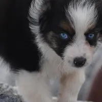 Crystal blue Valentine, a female Australian Shepherd for sale in Port Orange, FL – Photo 5 of 10