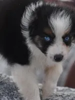 Shine Pink Valentine, a female Australian Shepherd for sale in Port Orange, FL – Photo 5 of 10