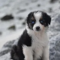 Crystal blue Valentine, a female Australian Shepherd for sale in Port Orange, FL – Photo 8 of 10