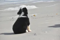 Stormy Blue, a female Australian Shepherd for sale in Port Orange, FL – 9 of 9